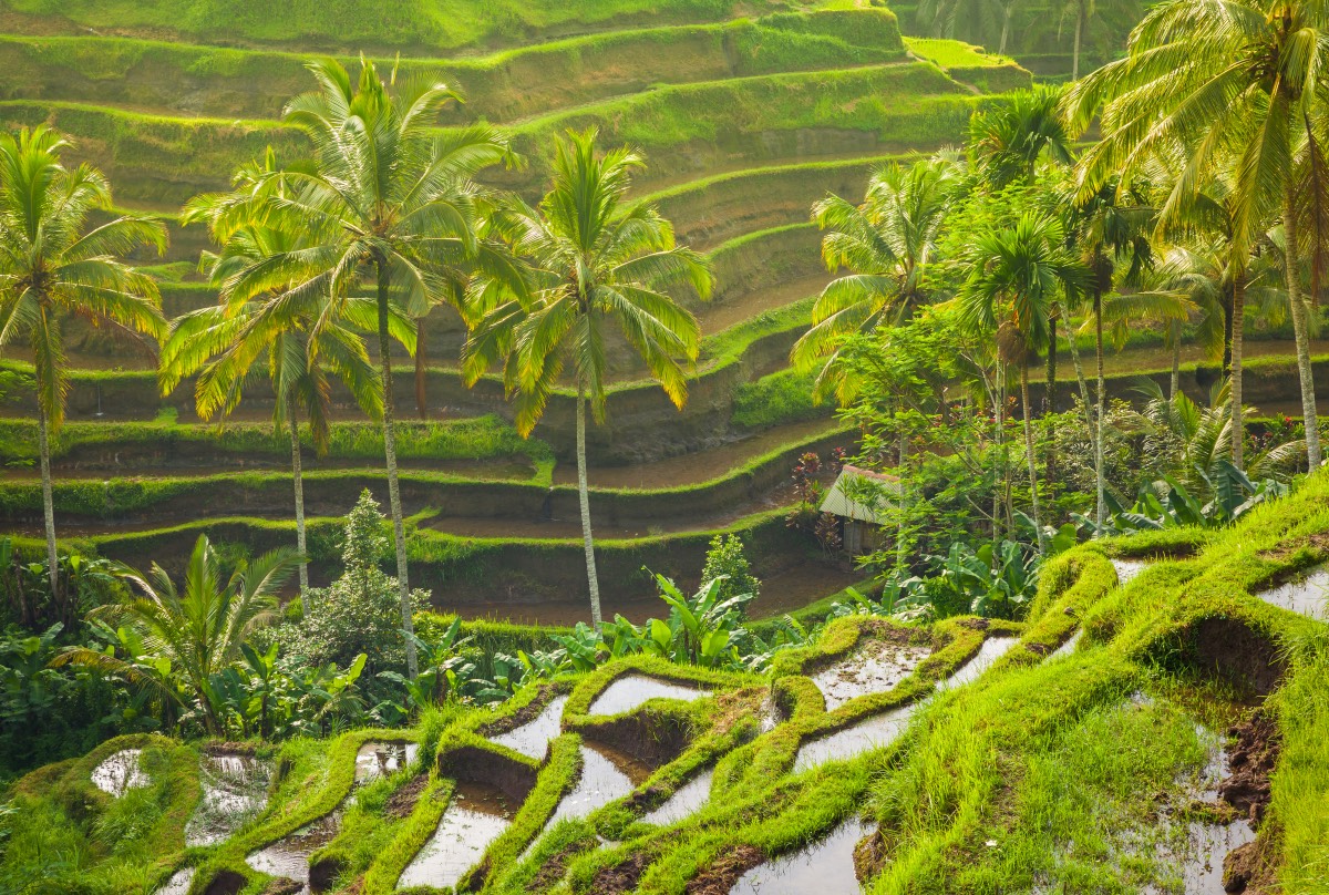 Ekdromi Bali 03